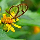 GLASSWING BUTTERFLY (Greta morgane)