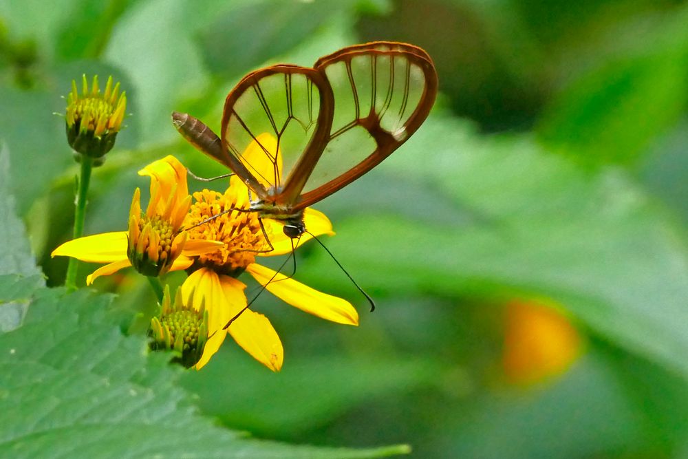 GLASSWING BUTTERFLY (Greta morgane)