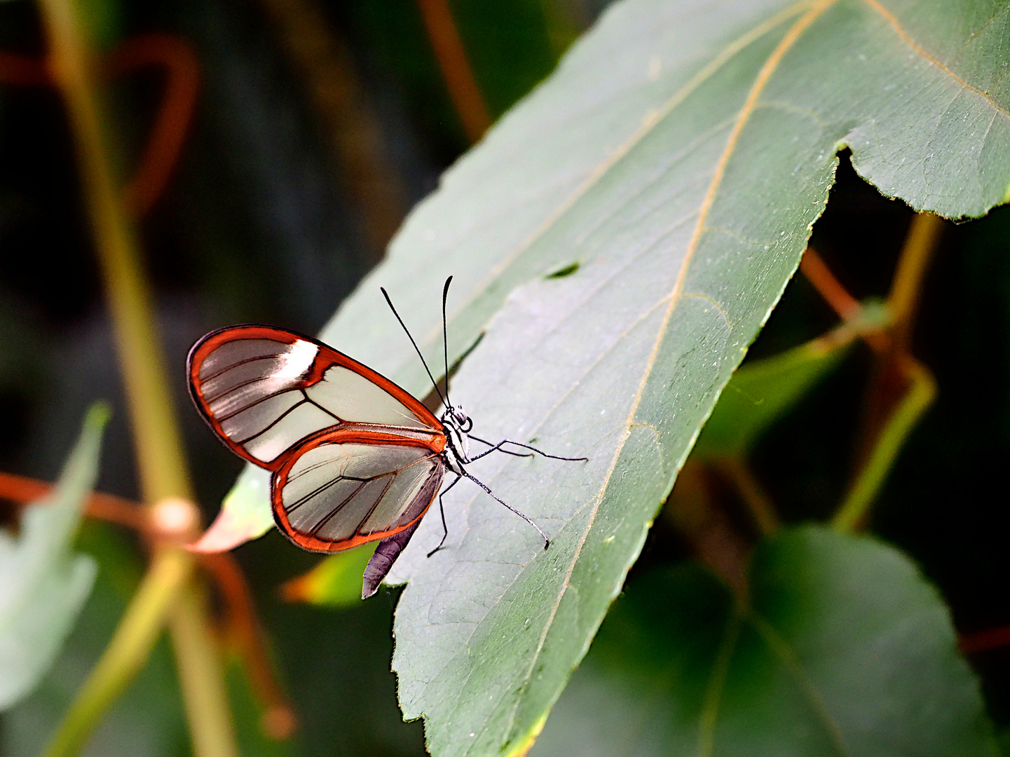 glasswing - schmetterling