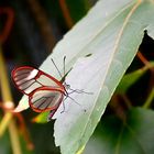 glasswing - schmetterling