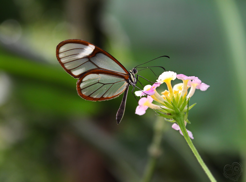 Glasswinged Butterfly