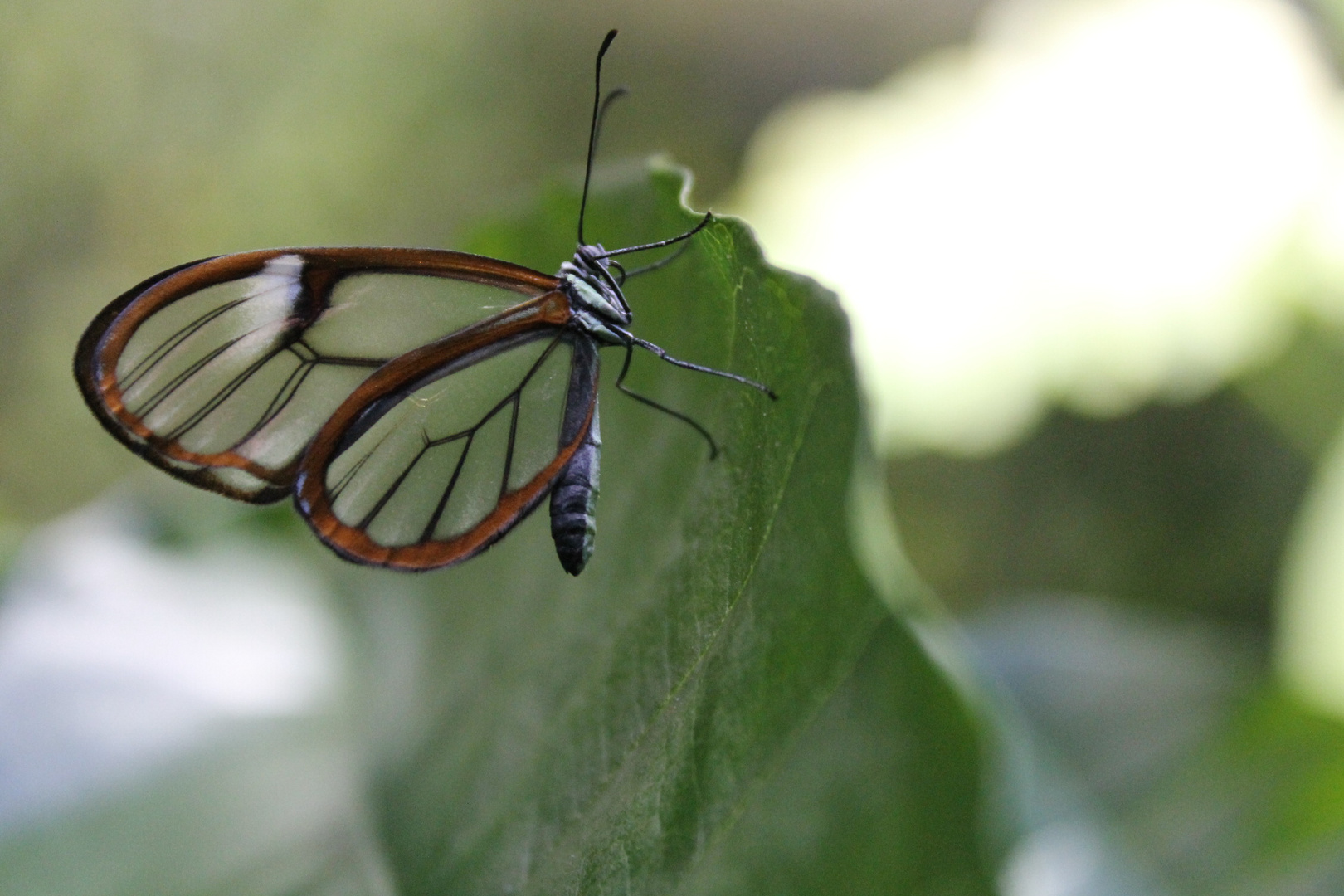 Glasswing(Greta oto) Butterfly