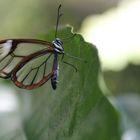 Glasswing(Greta oto) Butterfly