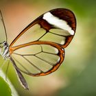 Glasswings