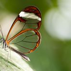 Glasswings