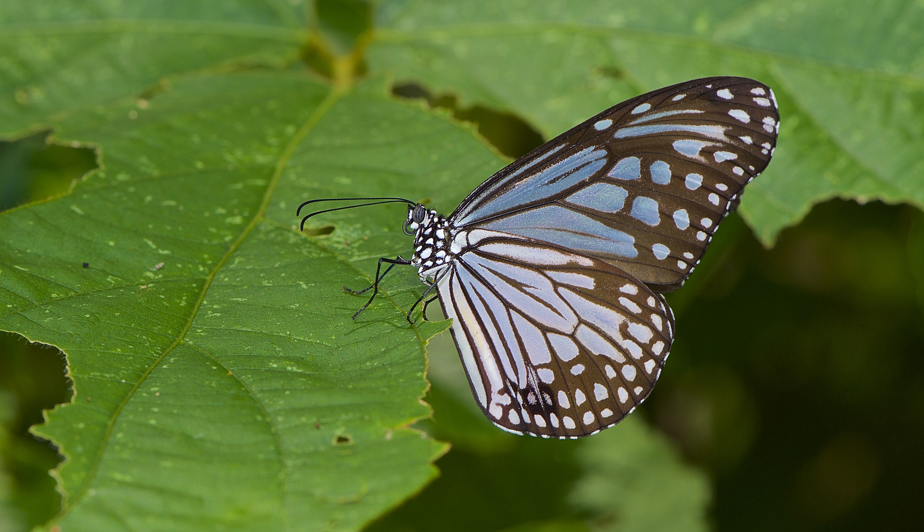 Glassy Tiger, Danainae, aus dem tropischen Regenwald von Thailand