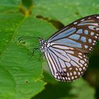 Glassy Tiger, Danainae, aus dem tropischen Regenwald von Thailand