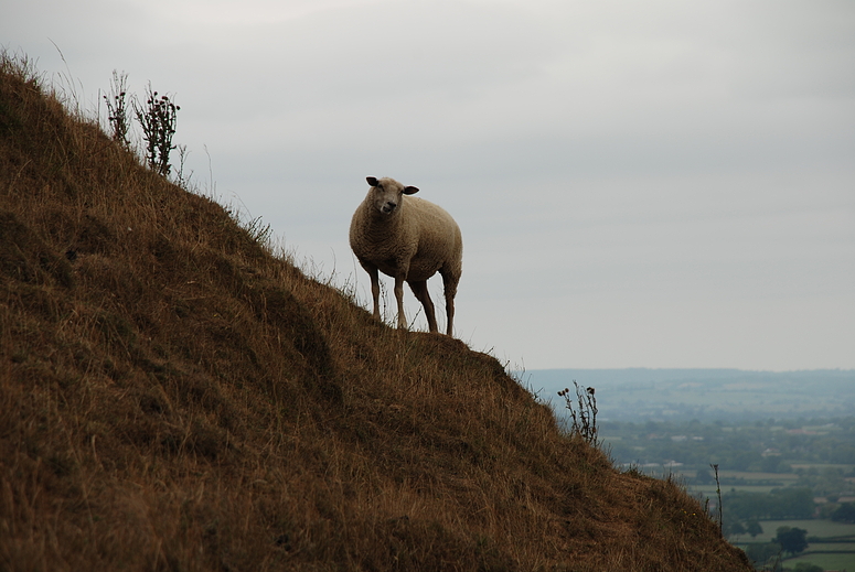 Glastonbury