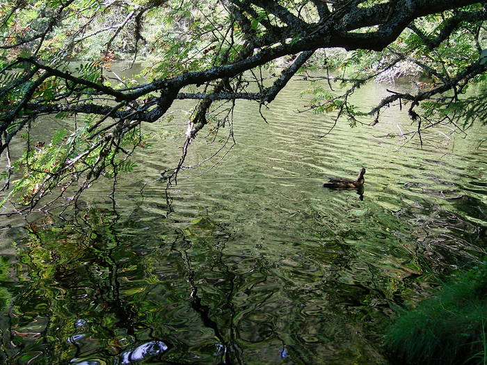 Glaswaldsee Schwarzwald (2)