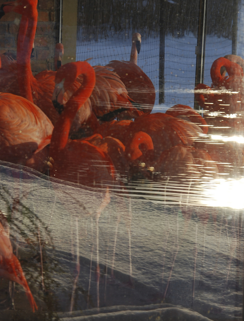 GLAS,WINTER UND FLAMINGOS