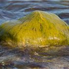 Glatt, glitschig vom Wasser umspült