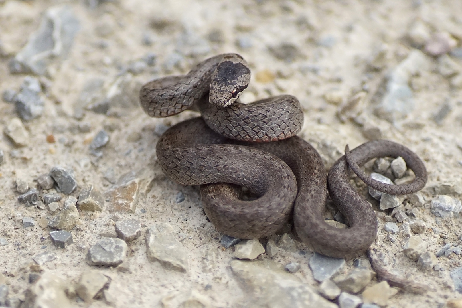 Glatt-oder auch Schlingnatter (Coronella austriaca)