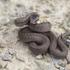 Glatt-oder auch Schlingnatter (Coronella austriaca)