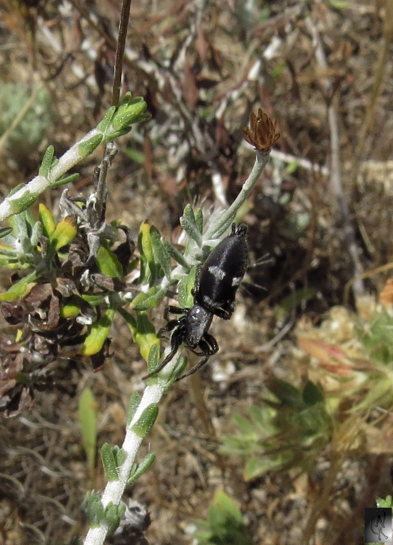 Glatt- oder Plattbauchspinne (Gnaphosidae)