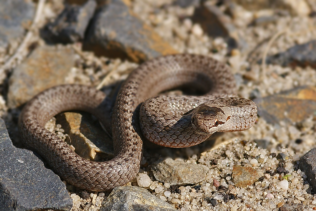 Glatt-oder Schlingnatter (Coronella austriaca)