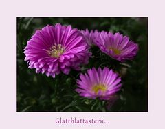 Glattblatt-Aster...