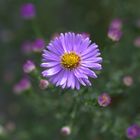 ...Glattblatt - Aster.....