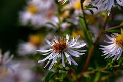 glattblatt-aster-symphyotrichum-novi-belgii-new-york-aster_26416932759_o