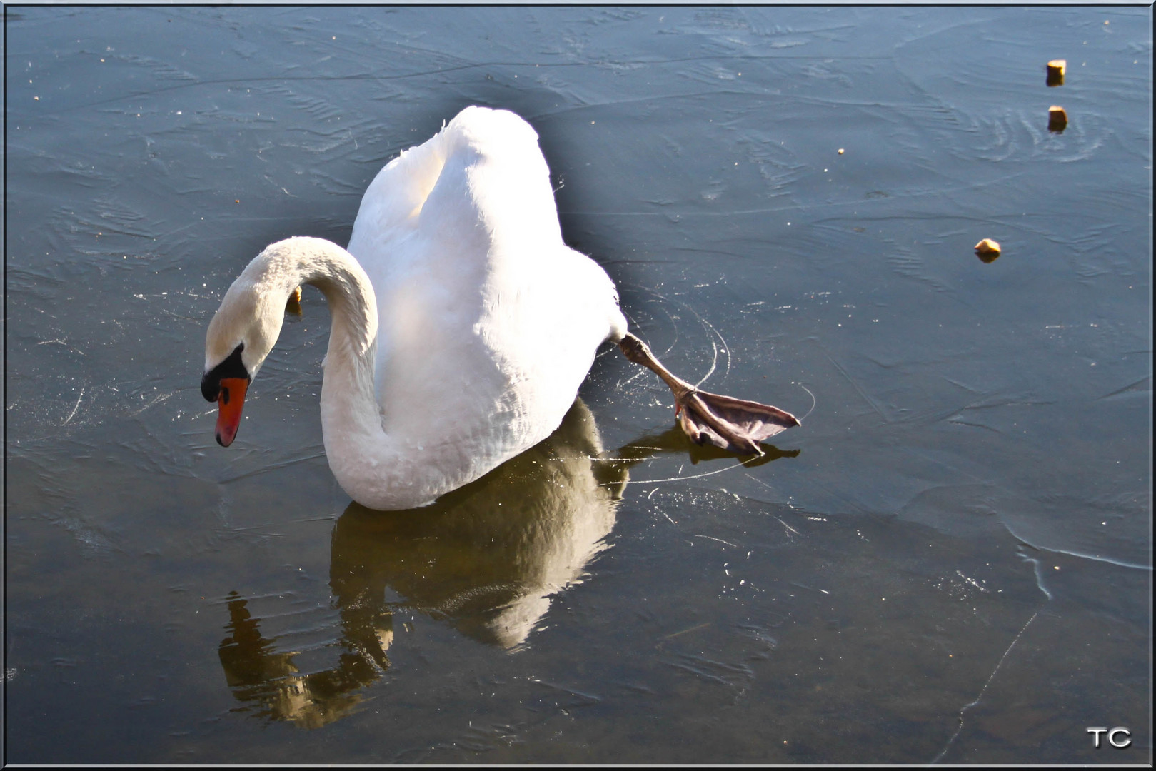 GLATTEIS Foto & Bild | jahreszeiten, winter, tiere Bilder auf fotocommunity