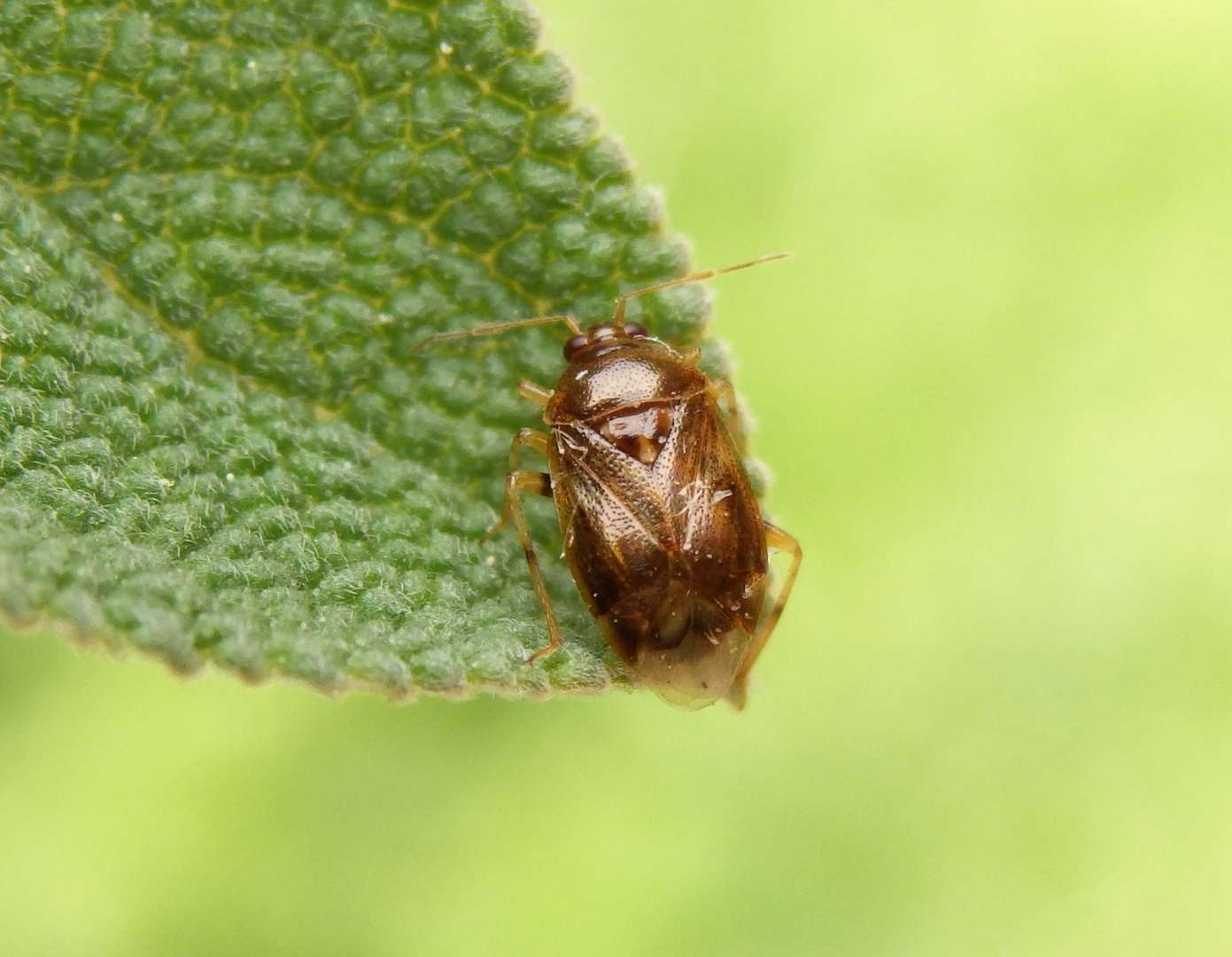 Glatter Nimrod (Deraeocoris lutescens)