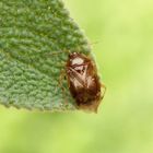 Glatter Nimrod (Deraeocoris lutescens)