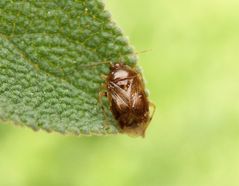 Glatter Nimrod (Deraeocoris lutescens)