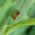 Glatter Nimrod (Deraeocoris lutescens)