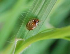 Glatter Nimrod (Deraeocoris lutescens)