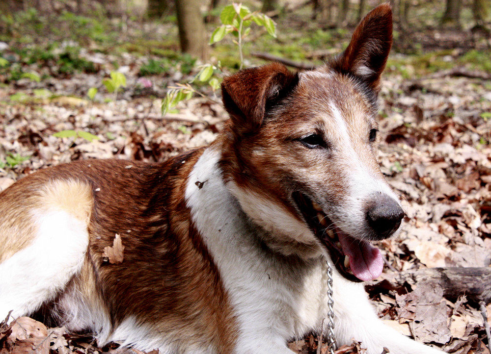 Glatthaarfoxterrier Imbo