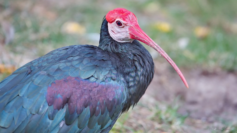 Glattnackenrapp (Geronticus calvus)