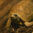 Glattrand-Gelenkschildkröte - fotografiert in der Reptiliensammlung in Neu-Ulm