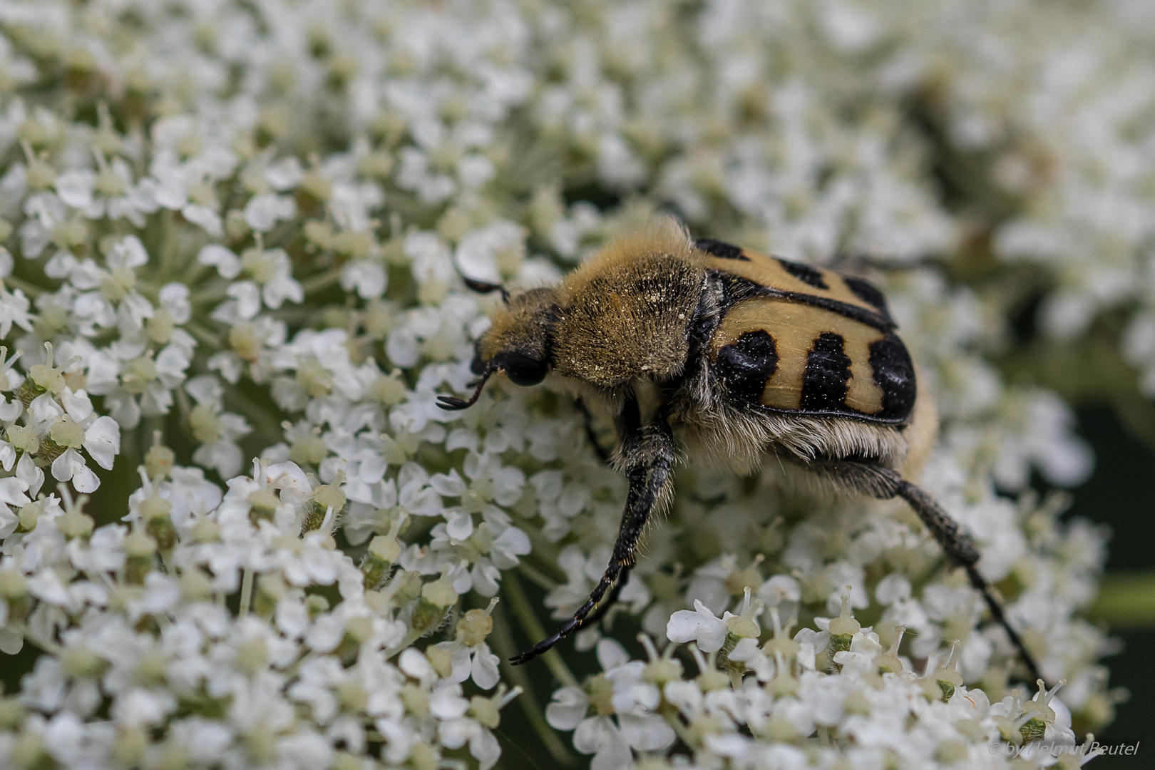 Glattschieniger Pinselkäfer