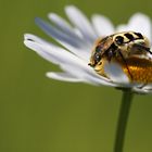 Glattschieniger Pinselkäfer