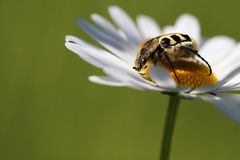 Glattschieniger Pinselkäfer