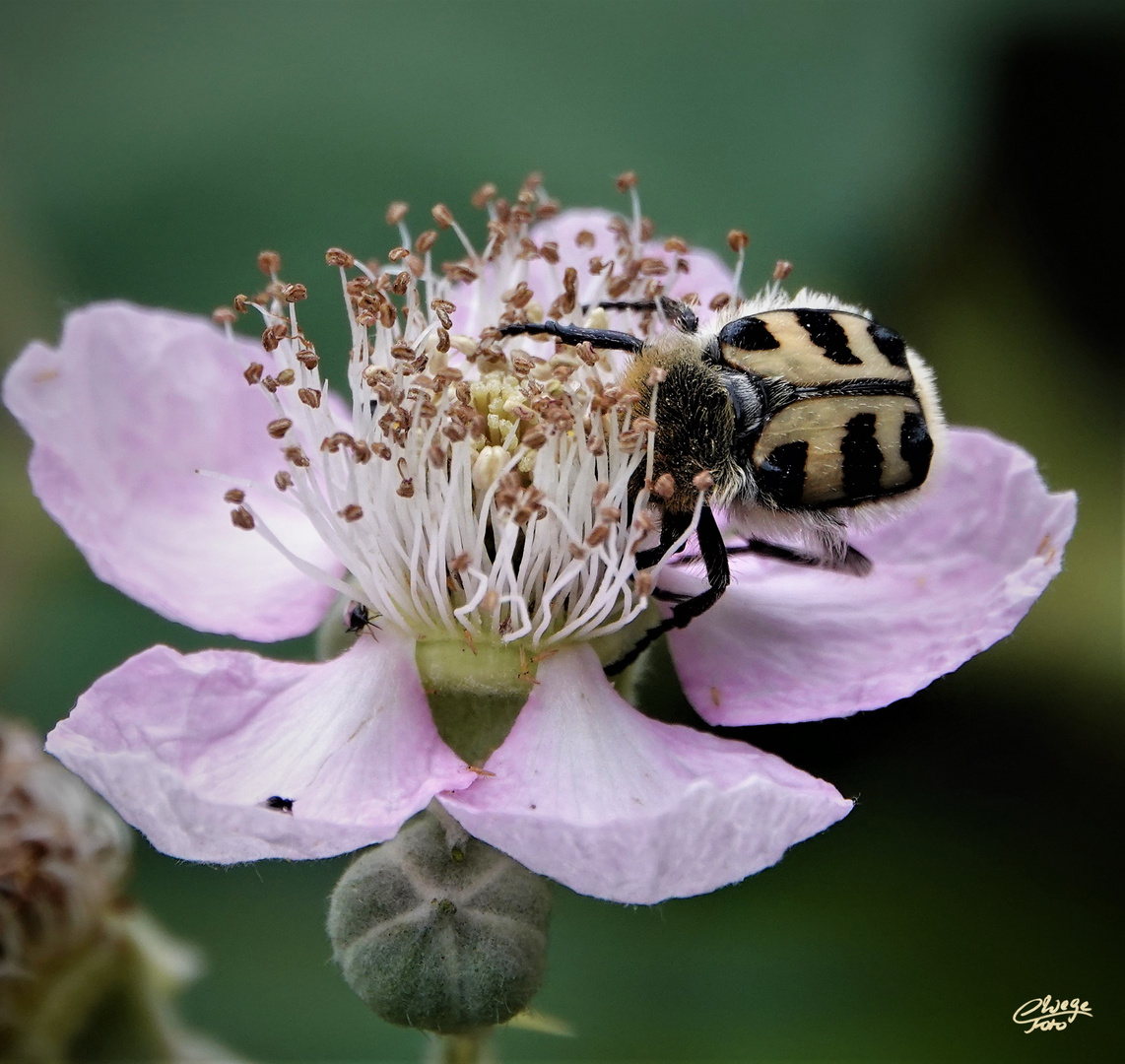 Glattschieniger Pinselkäfer