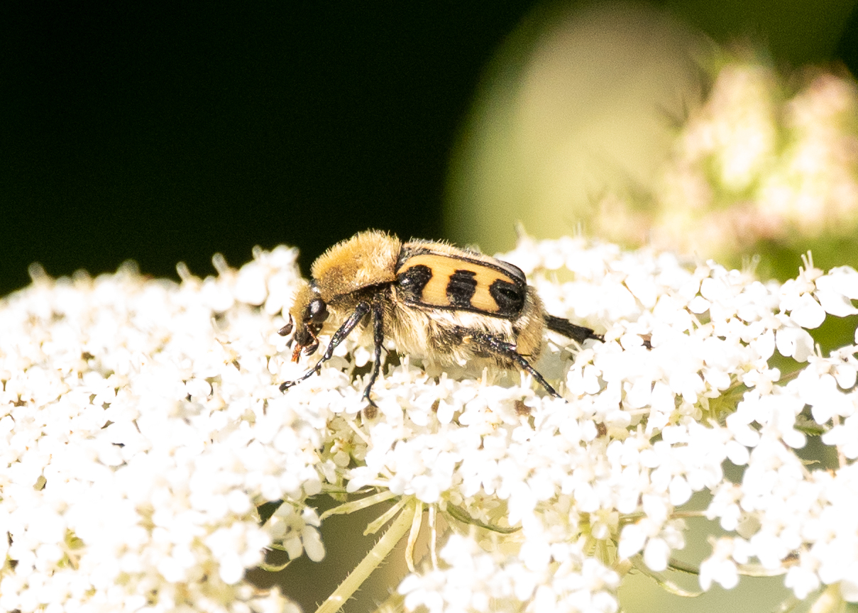 Glattschieniger Pinselkäfer 