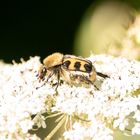 Glattschieniger Pinselkäfer 