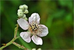 glattschieniger Pinselkäfer  (der heißt wirklich so)