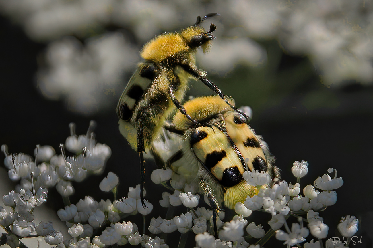 Glattschieniger Pinselkäfer