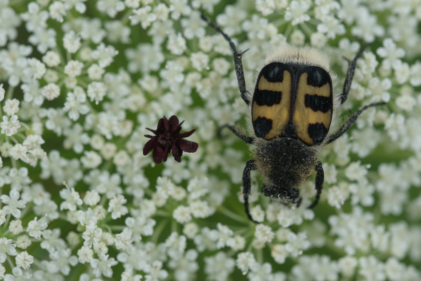 Glattschieniger Pinselkäfer (Trichius gallicus) auf Wilder Möhre (Daucus carota subsp. carota)