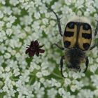 Glattschieniger Pinselkäfer (Trichius gallicus) auf Wilder Möhre (Daucus carota subsp. carota)