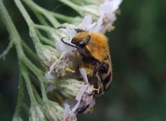 Glattschieniger Pinselkäfer (Trichius zonatus)