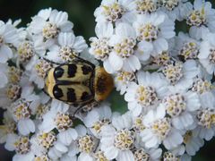 Glattschieniger Pinselkäfer (Trichius zonatus)