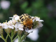 Glattschieniger Pinselkäfer (Trichius zonatus)