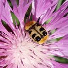 Glattschieniger Pinselkäfer (Trichius zonatus) auf Flockenblume