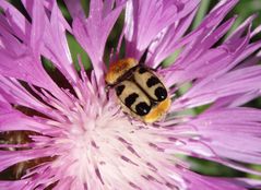 Glattschieniger Pinselkäfer (Trichius zonatus) auf Flockenblume