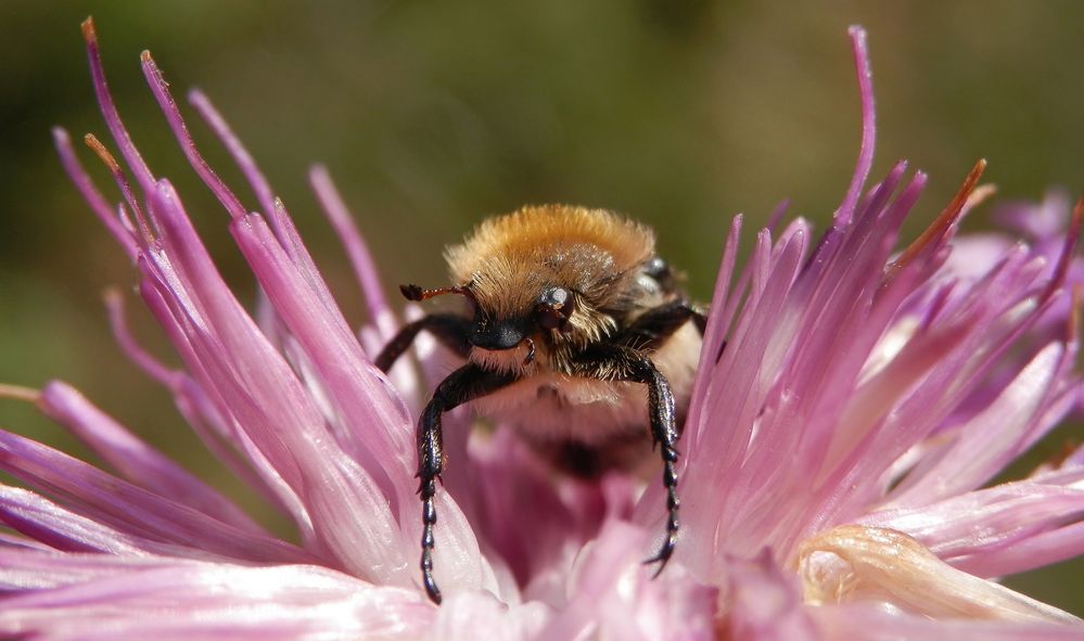 Glattschieniger Pinselkäfer (Trichius zonatus) auf Flockenblume