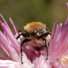 Glattschieniger Pinselkäfer (Trichius zonatus) auf Flockenblume