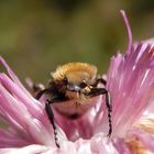 Glattschieniger Pinselkäfer (Trichius zonatus) auf Flockenblume