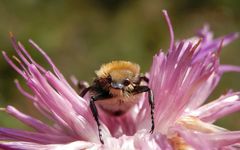 Glattschieniger Pinselkäfer (Trichius zonatus) auf Flockenblume